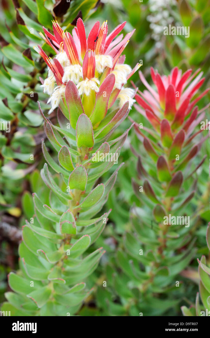 Mimetes Pagoda cucullatus Protea Foto Stock