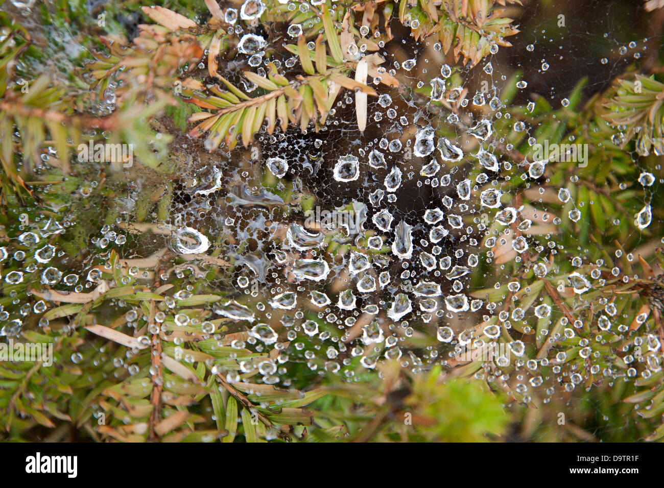 Gocce di pioggia in tela di ragno Foto Stock