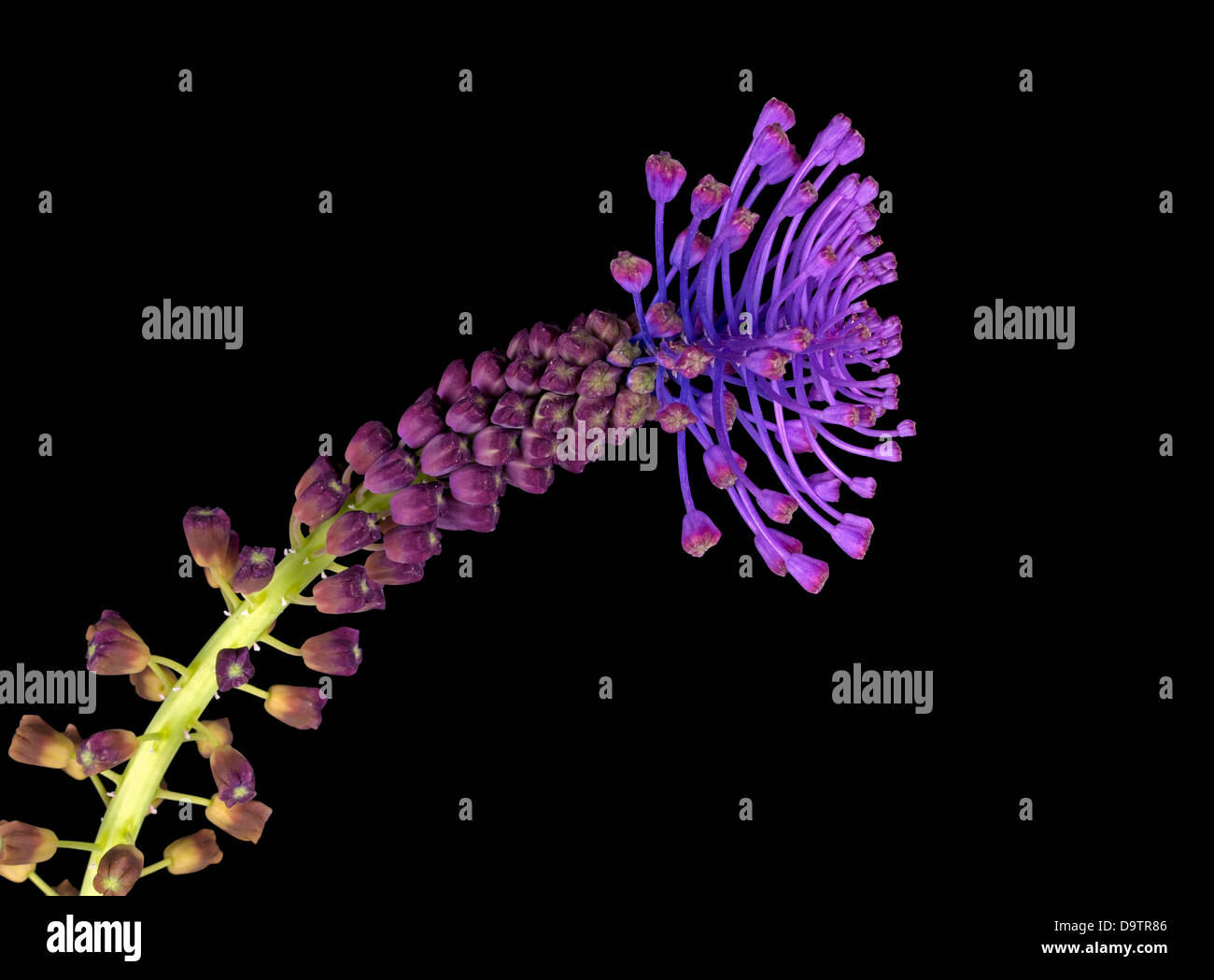 Leopoldia comosa Muscari comosum selvaggio fiore infiorescenza staminifera giacinto Foto Stock