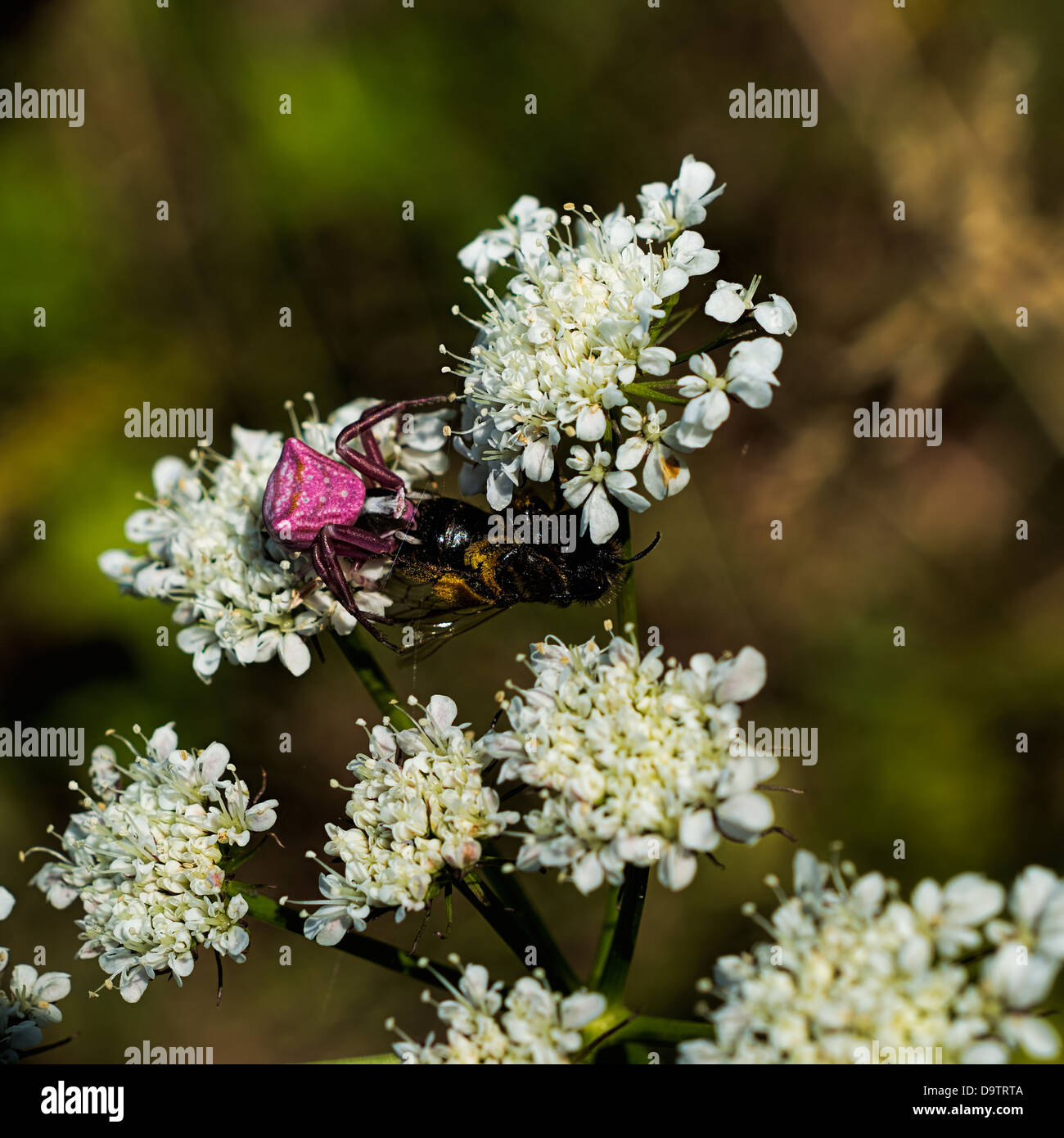 Rosa ragno granchio con la preda Foto Stock