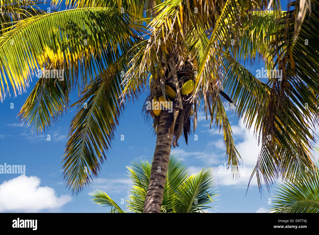 Noci di cocco in Palm tree, sull isola tropicale. Foto Stock