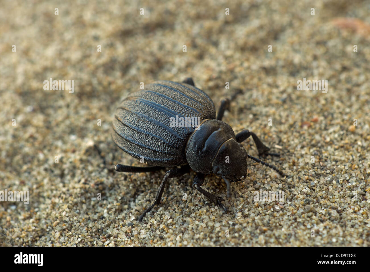 Pimelia bipunctata (Tenebrionidae) - darkling beetle sulla spiaggia di dune di sabbia Foto Stock