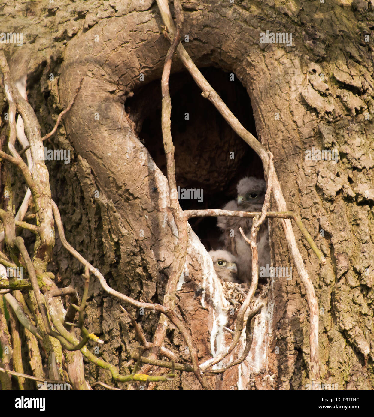 Wild pulcini di Gheppio Falco tinnunculus all'interno albero naturale cavità nido Foto Stock