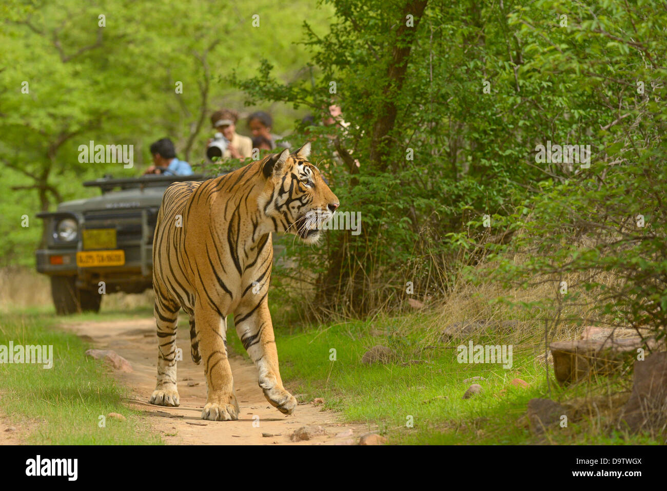 Veicoli turistici a seguito di una tigre una tigre safari in Ranthambhore riserva della tigre Foto Stock