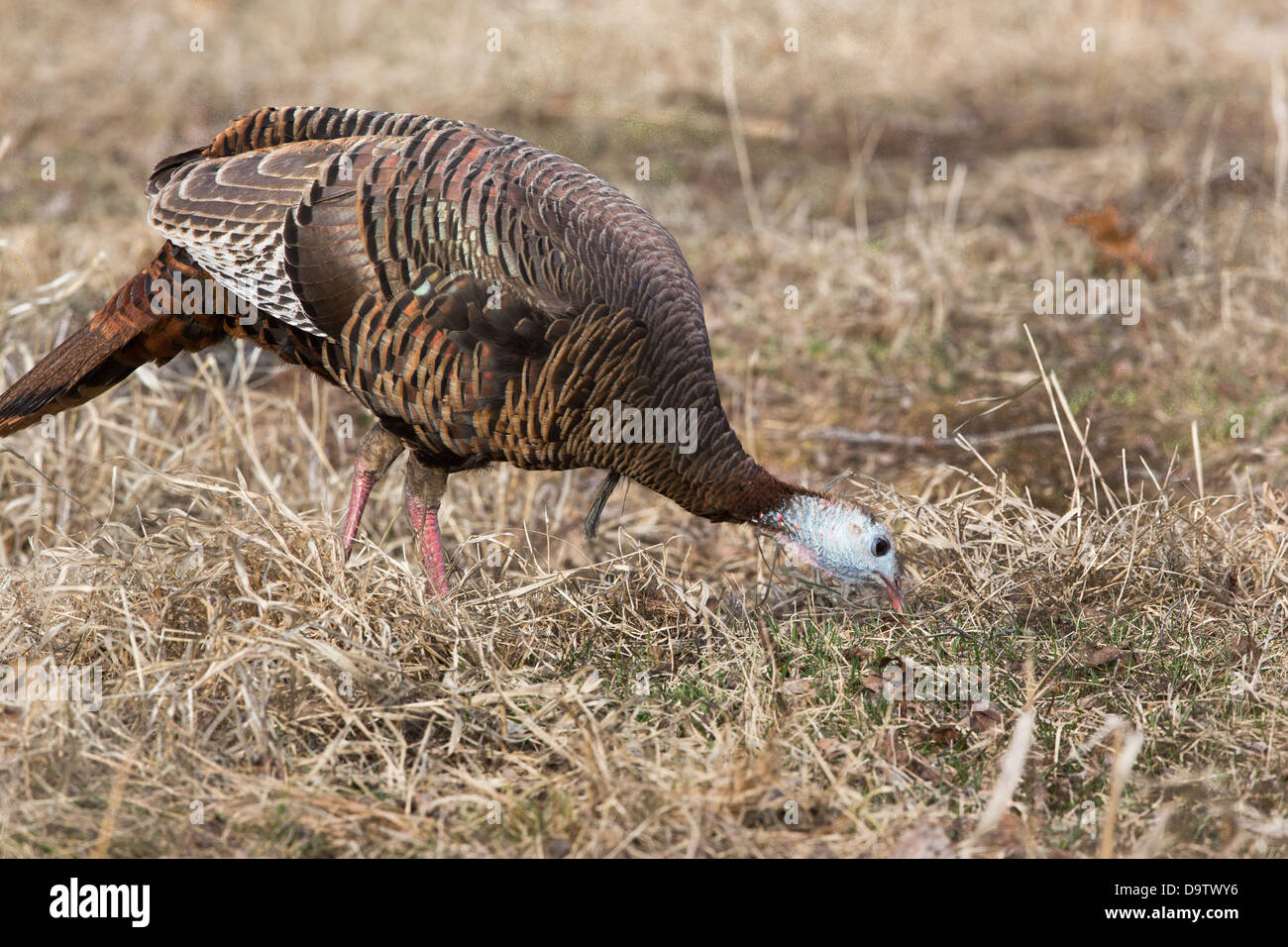 Eastern wild turchia - femmina Foto Stock