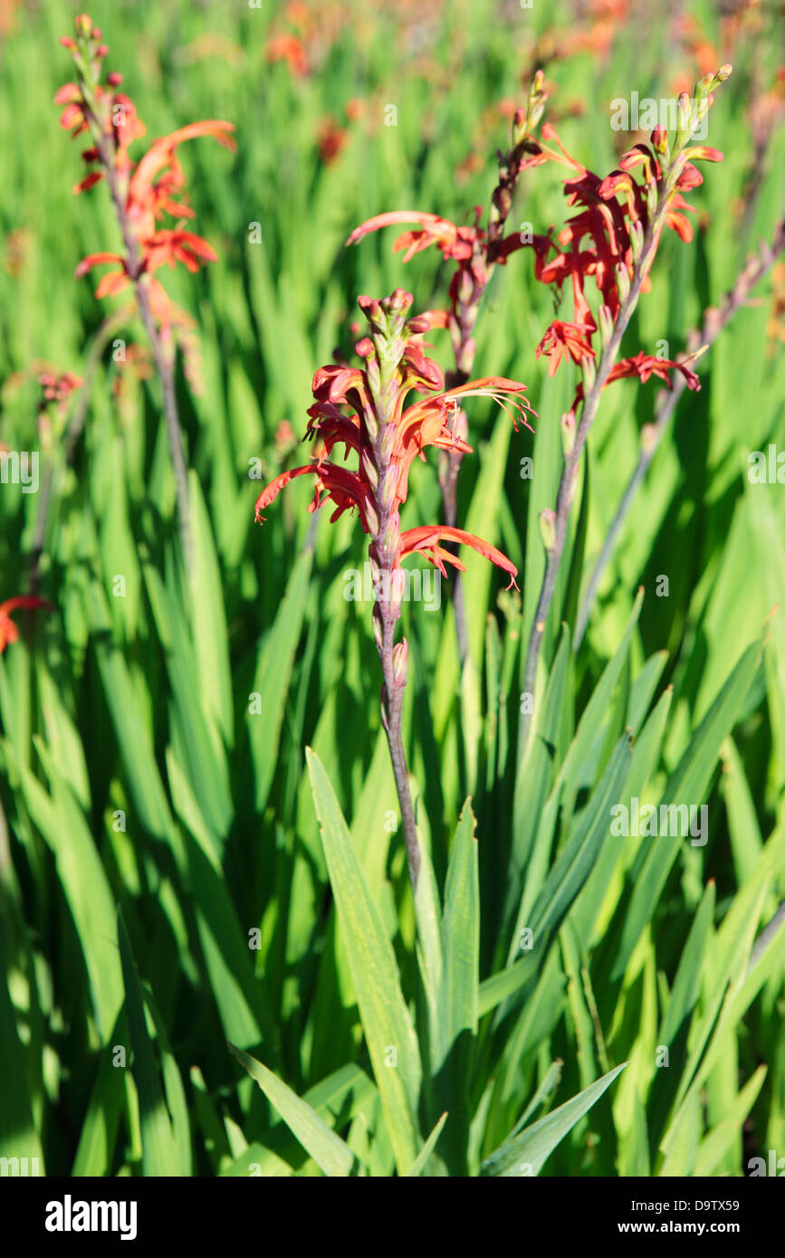 Cobra Lily (Chasmanthe aethiopica) - Famiglia di Iris, Cape Town, Sud Africa Foto Stock