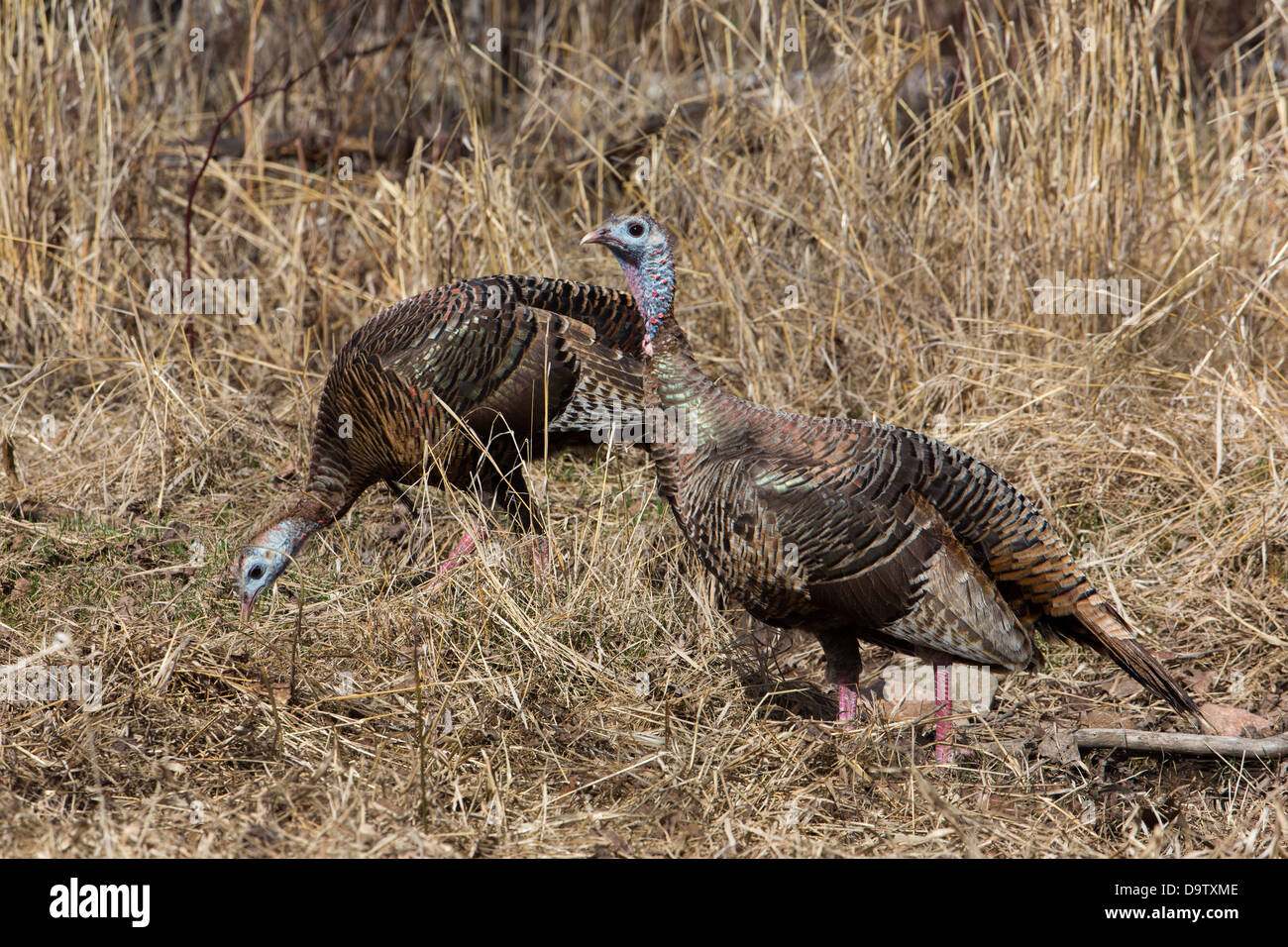 Eastern wild turchia Foto Stock