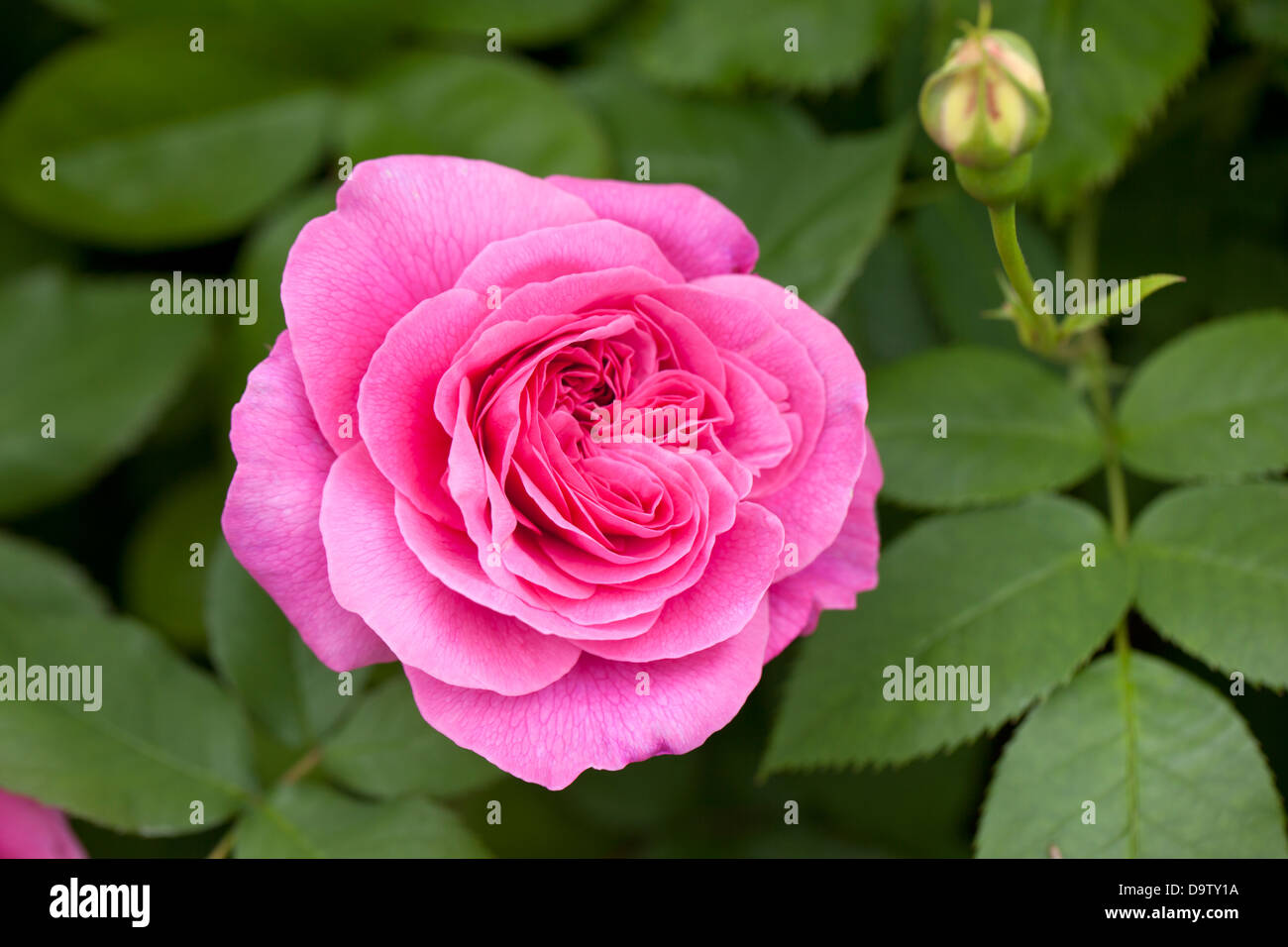 Primo piano di David Austin Rose "Gertrude Jekyll" in fiore in un giardino inglese, Regno Unito Foto Stock