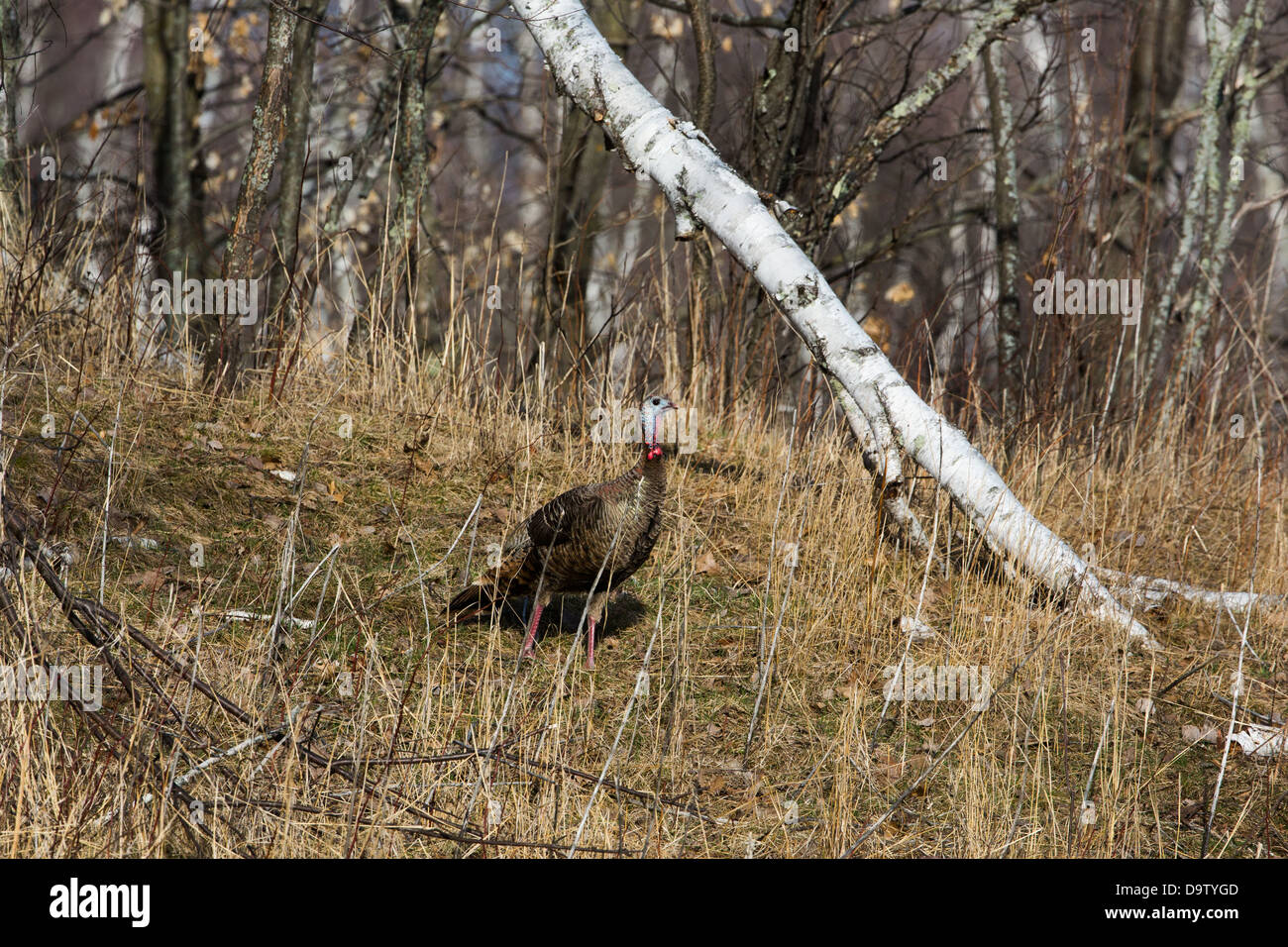 Eastern wild turchia - femmina Foto Stock