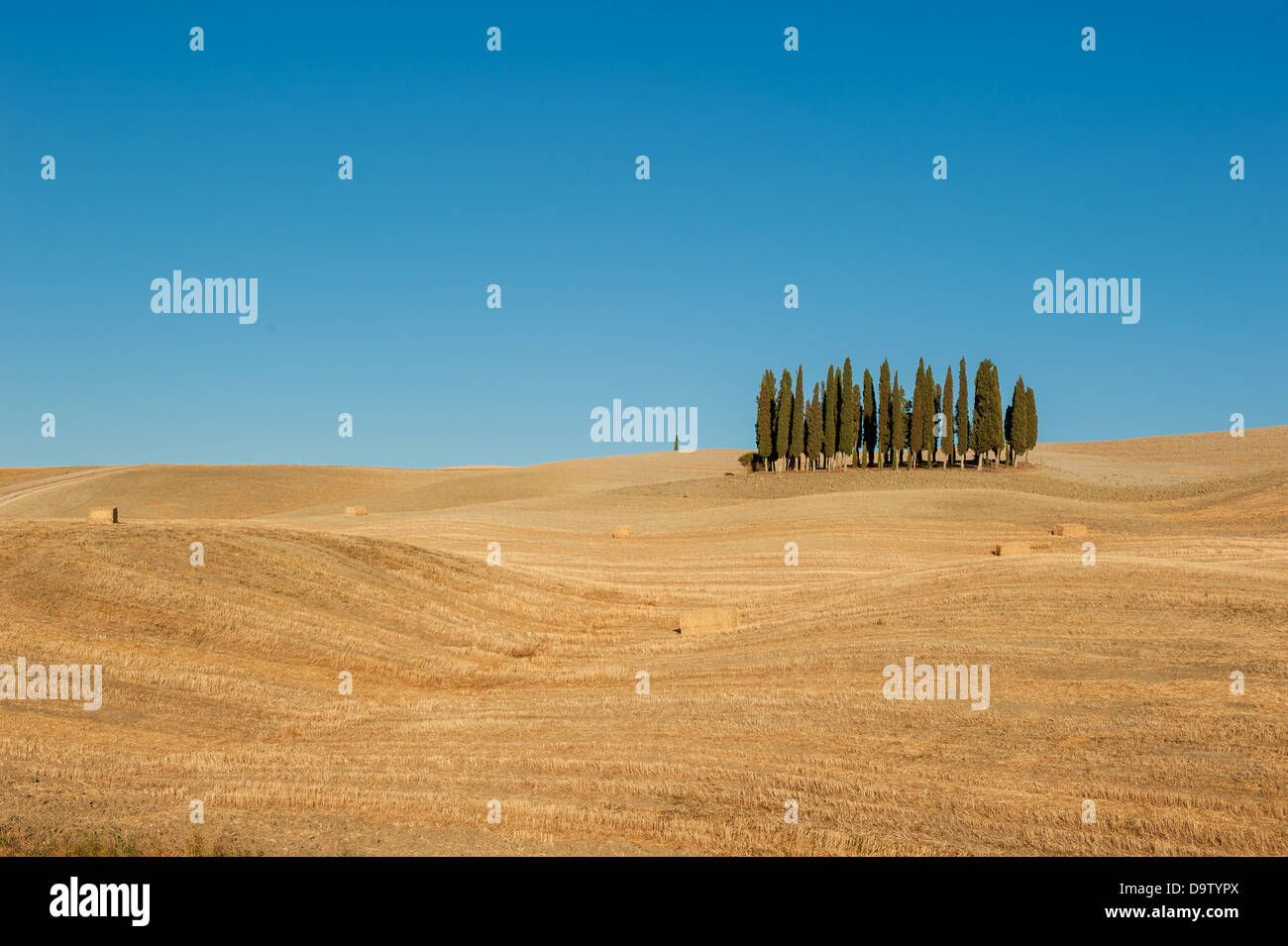 Immagine del tipico paesaggio toscano Foto Stock