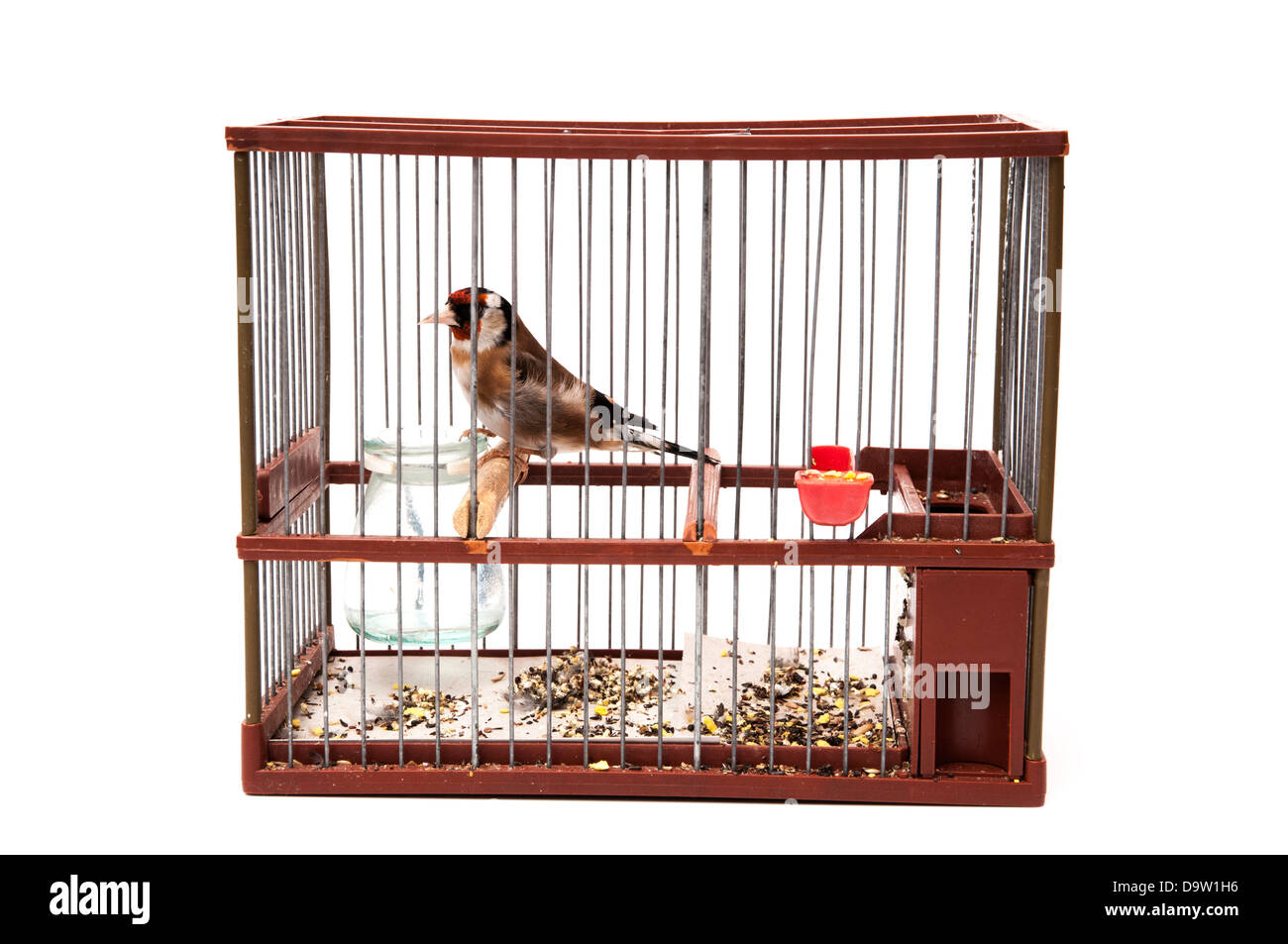 Cardellino in una gabbia e fissando me seduto su uno sfondo bianco Foto Stock