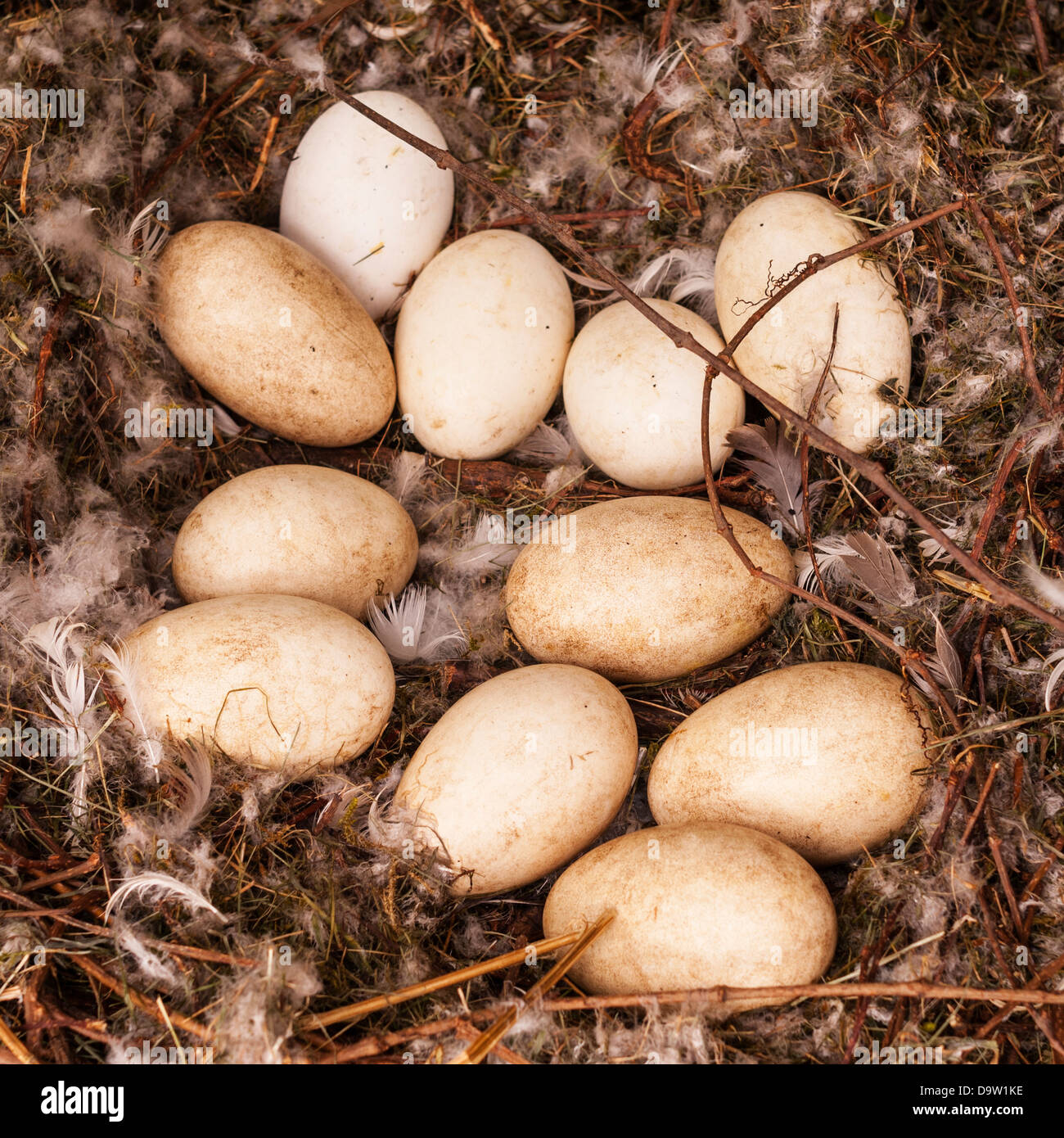 Una frizione di oca le uova in un nido Foto Stock