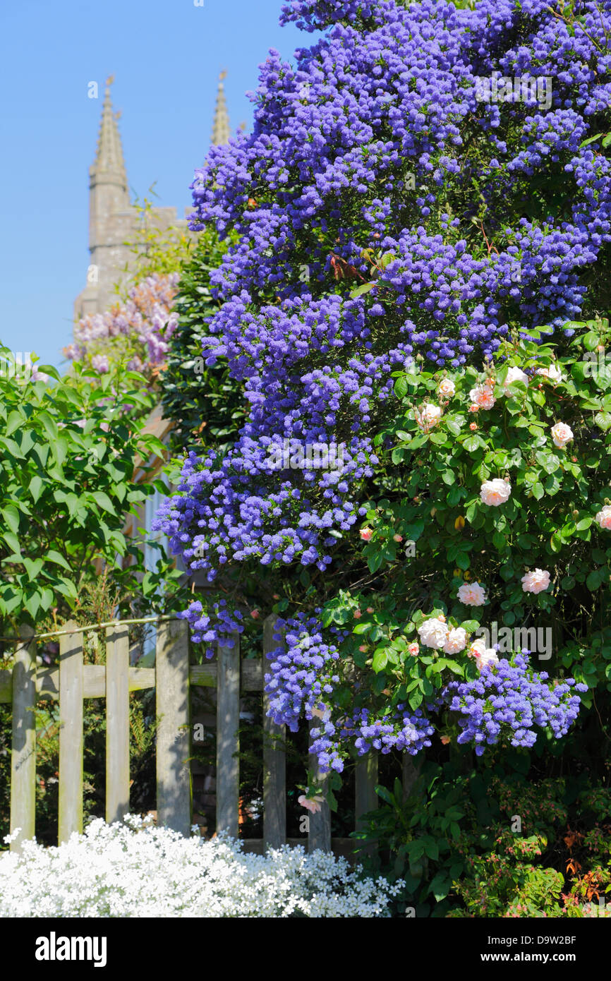 Ceanothus, rose e lillà davanti a Tenterden Chiesa Kent REGNO UNITO GB Foto Stock