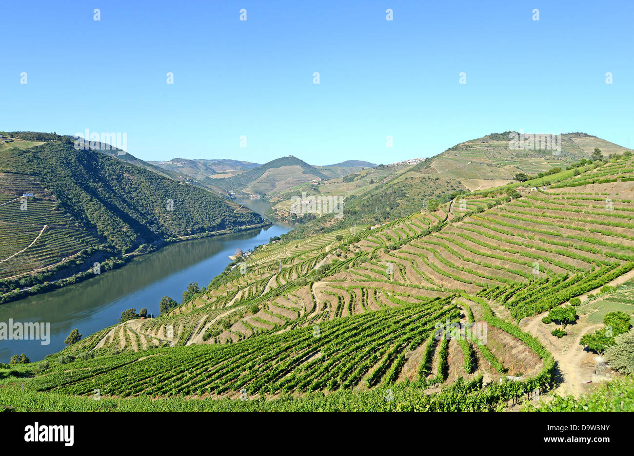 Vigneto Douro valle superiore del Portogallo Foto Stock