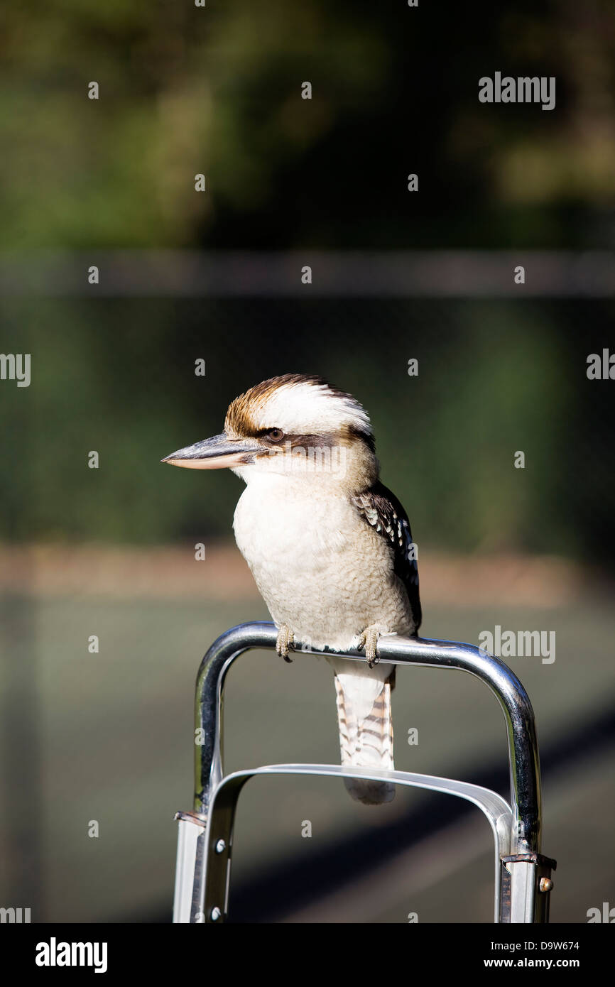 Nativo australiano kookaburra bird. Foto Stock