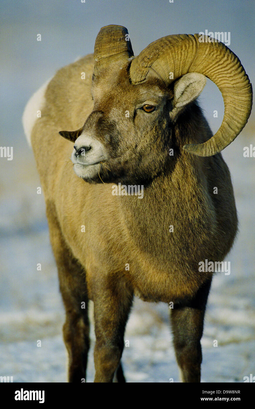 Canada, Alberta, Montagne Rocciose, il Parco Nazionale di Jasper, Bighorn Foto Stock