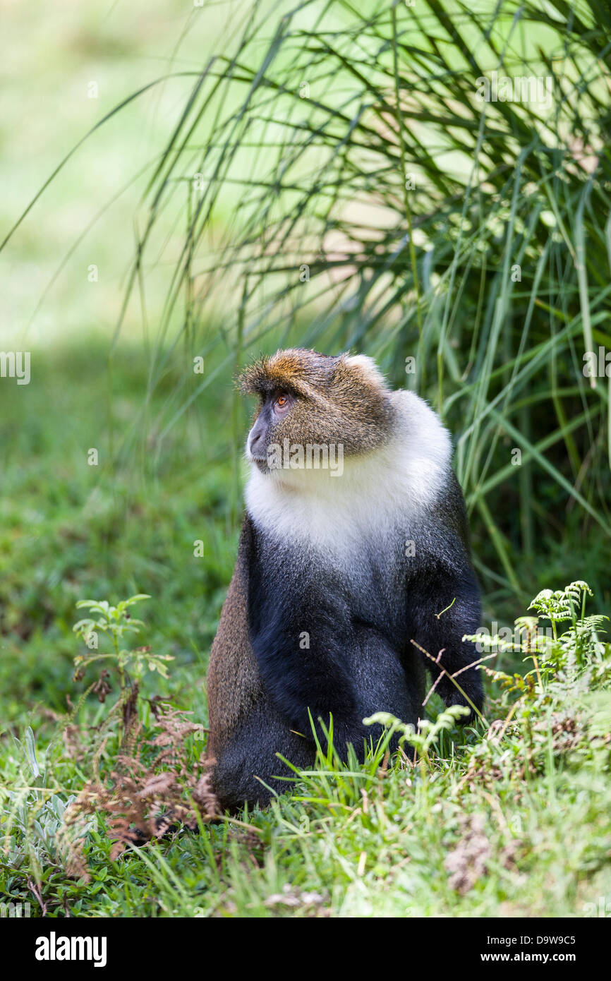 Sykes di scimmia (Cercopithecus albogularis) rovistando nel Parco nazionale di Aberdare, Kenya, Africa. Foto Stock