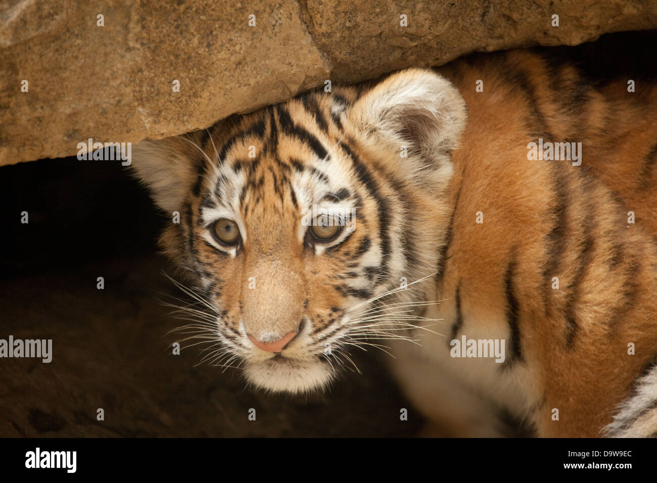 Cucciolo di tigre Foto Stock