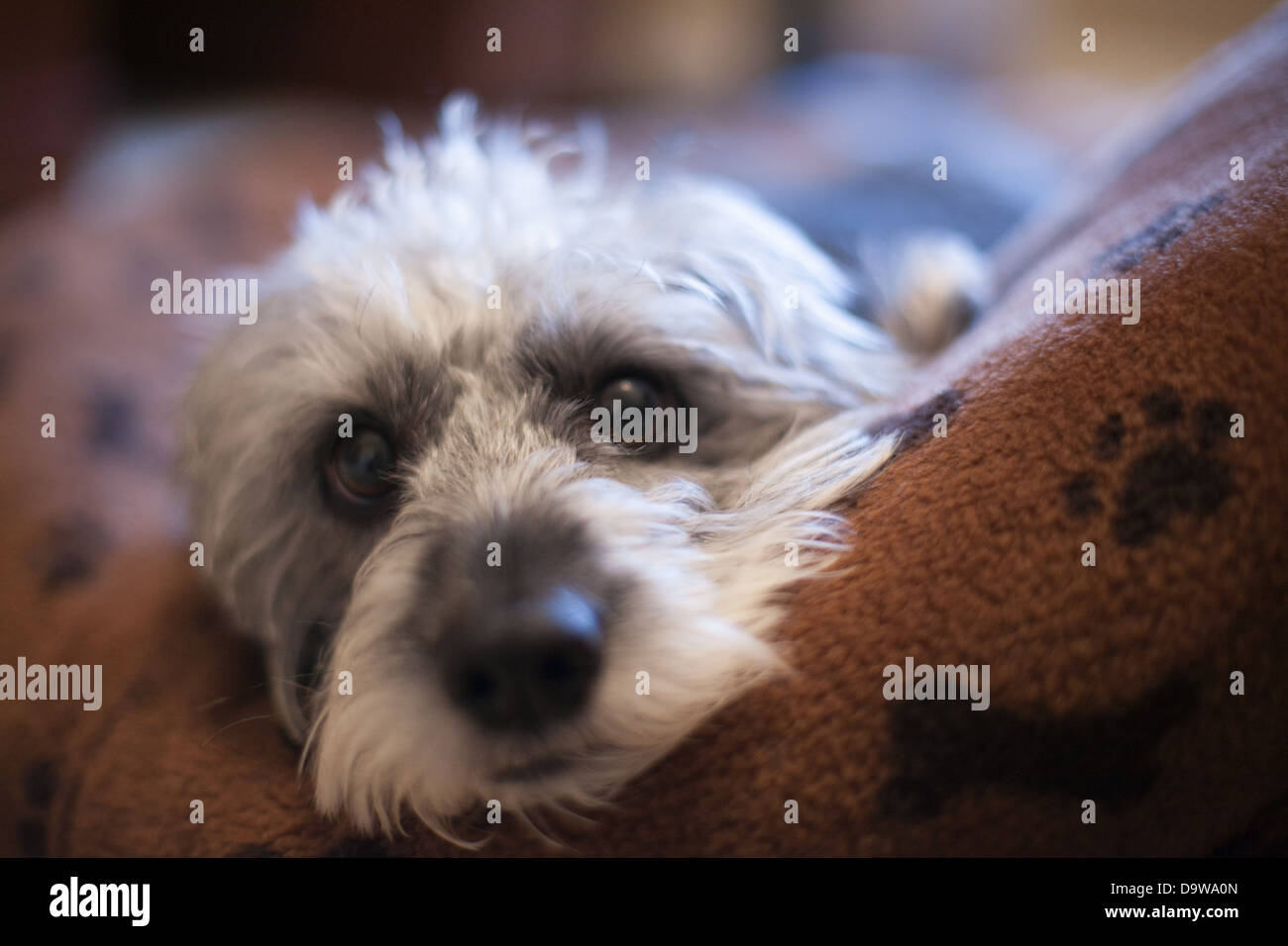 Poogle , Beagle/poodle, rescue cane di nome Nigel Foto Stock