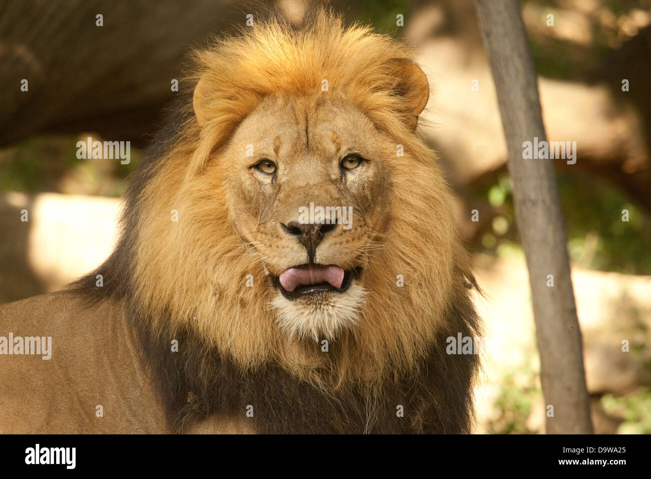 Lion sticking hus con la lingua fuori Foto Stock