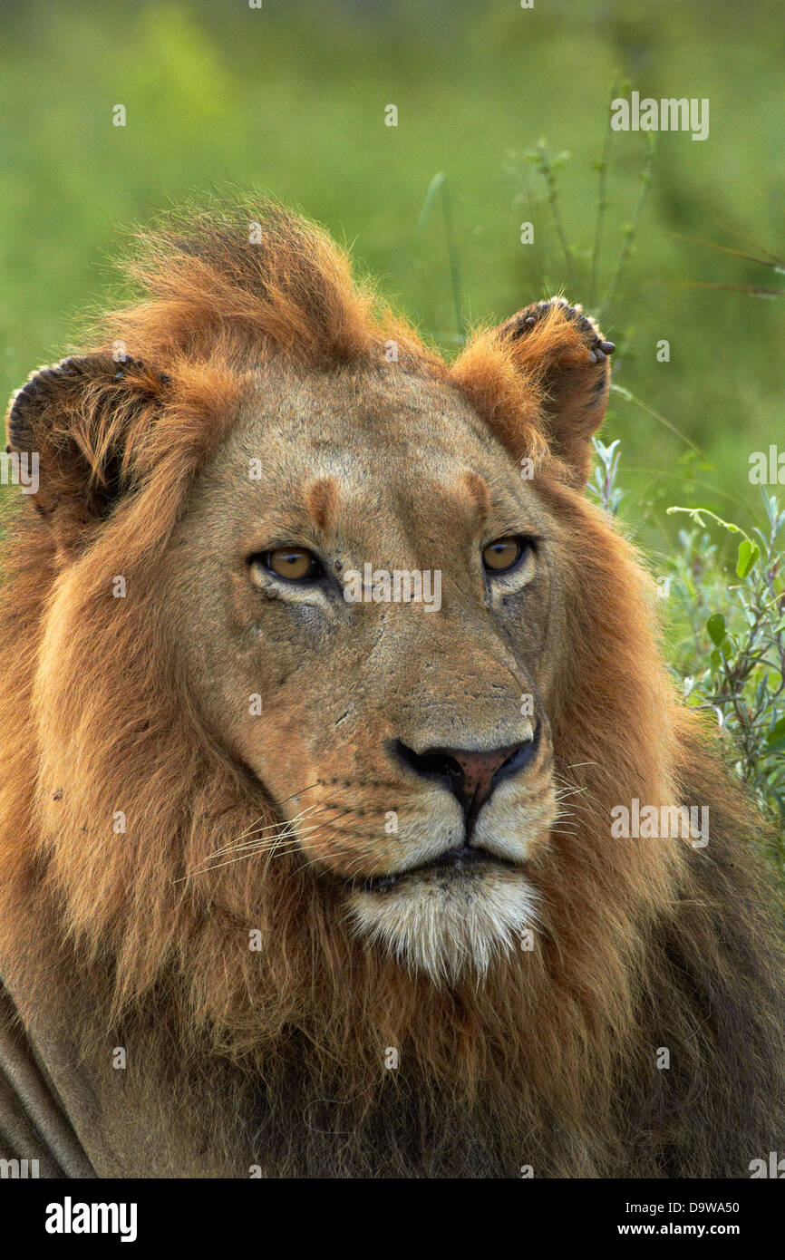 Leone maschio (Panthera leo), Kruger National Park, Sud Africa Foto Stock