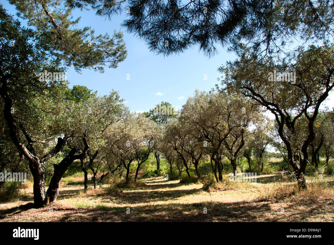 Monastero Saint-Paul de Mausole Saint Remy de Provence Francia Vincent van Gogh 1853-1890 Paesi Bassi Paesi Bassi Foto Stock