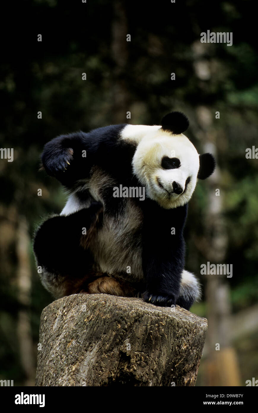 La Cina, nella provincia di Sichuan, Wolong Panda Riserva, Panda Gigante (Ailuropoda melanoleuca) sul ceppo di albero Foto Stock