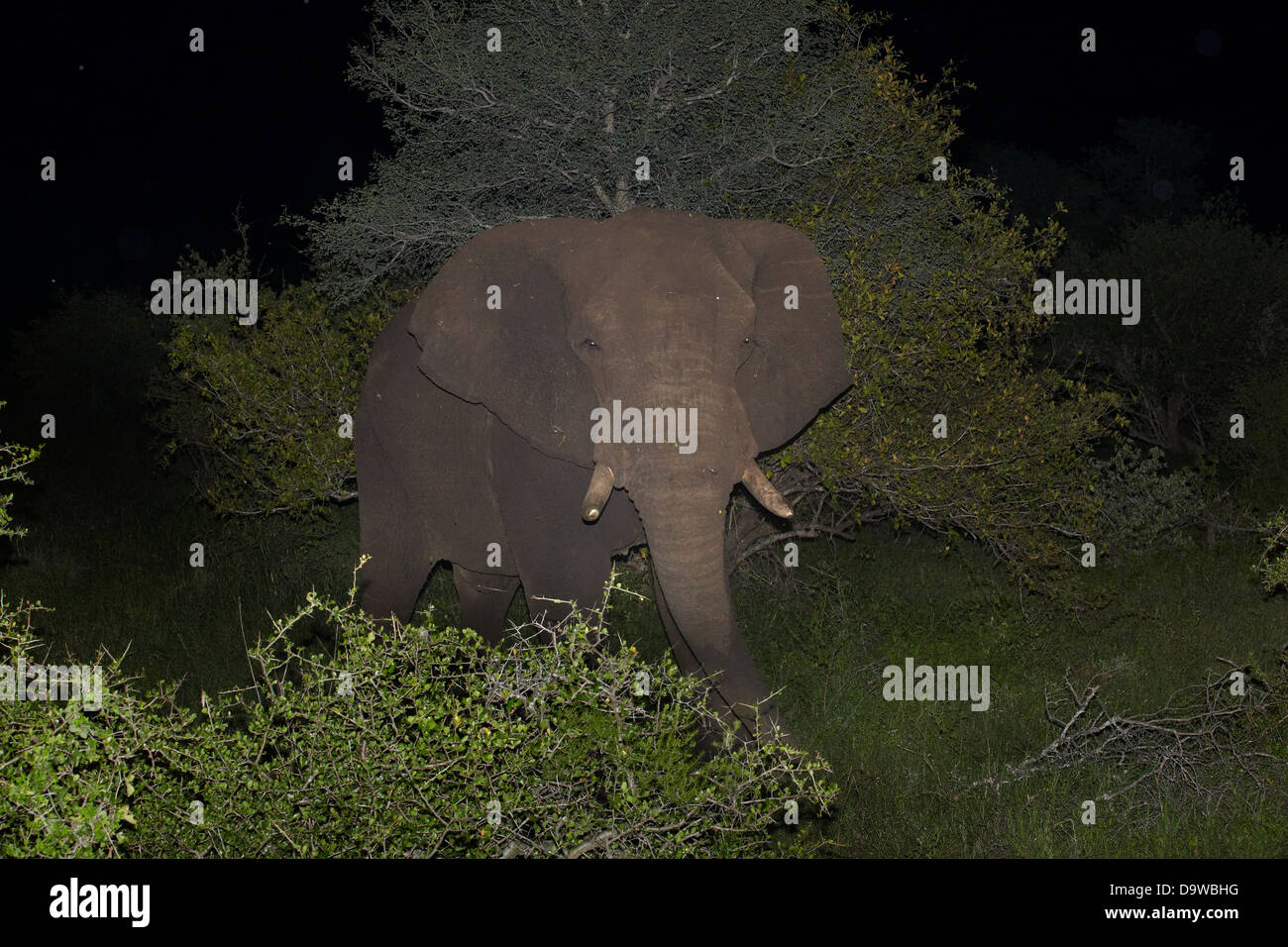 Elefante africano (Loxodonta africana) visto su night game drive, Kruger National Park, Sud Africa Foto Stock