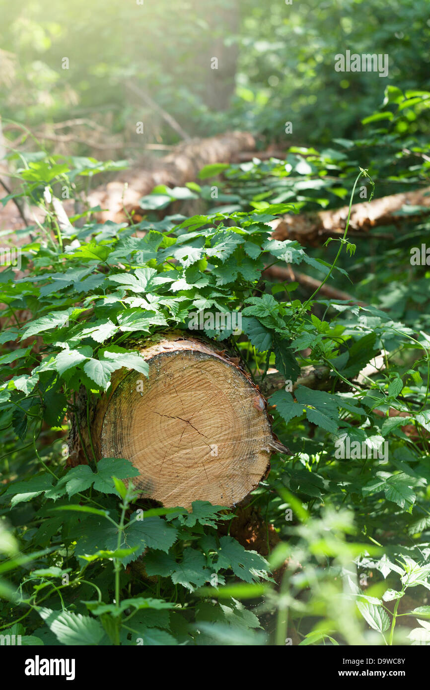 Tagliare un albero nella foresta Foto Stock