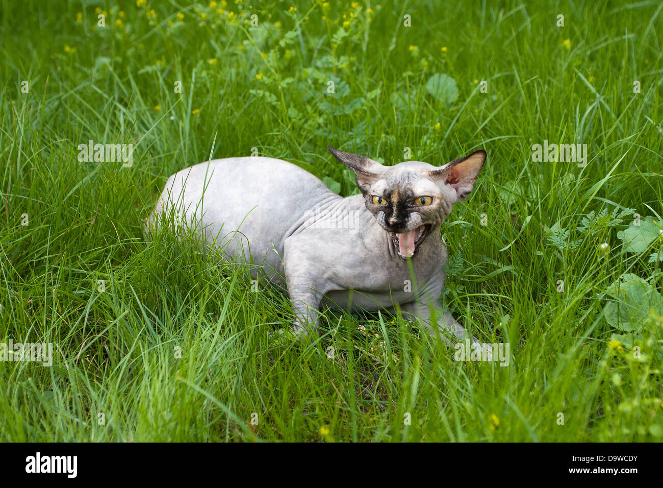 Agressive Sphynx cat in erba outdoor Foto Stock