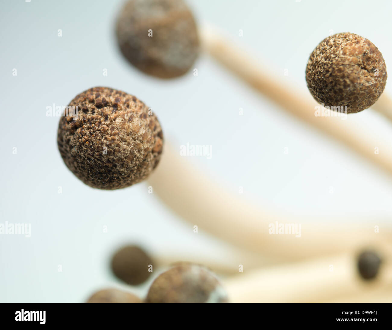 Vista aerea closeup di enoki mushroooms marrone con cappucci e steli sottili delicatamente piegata a sfondo luminoso Foto Stock