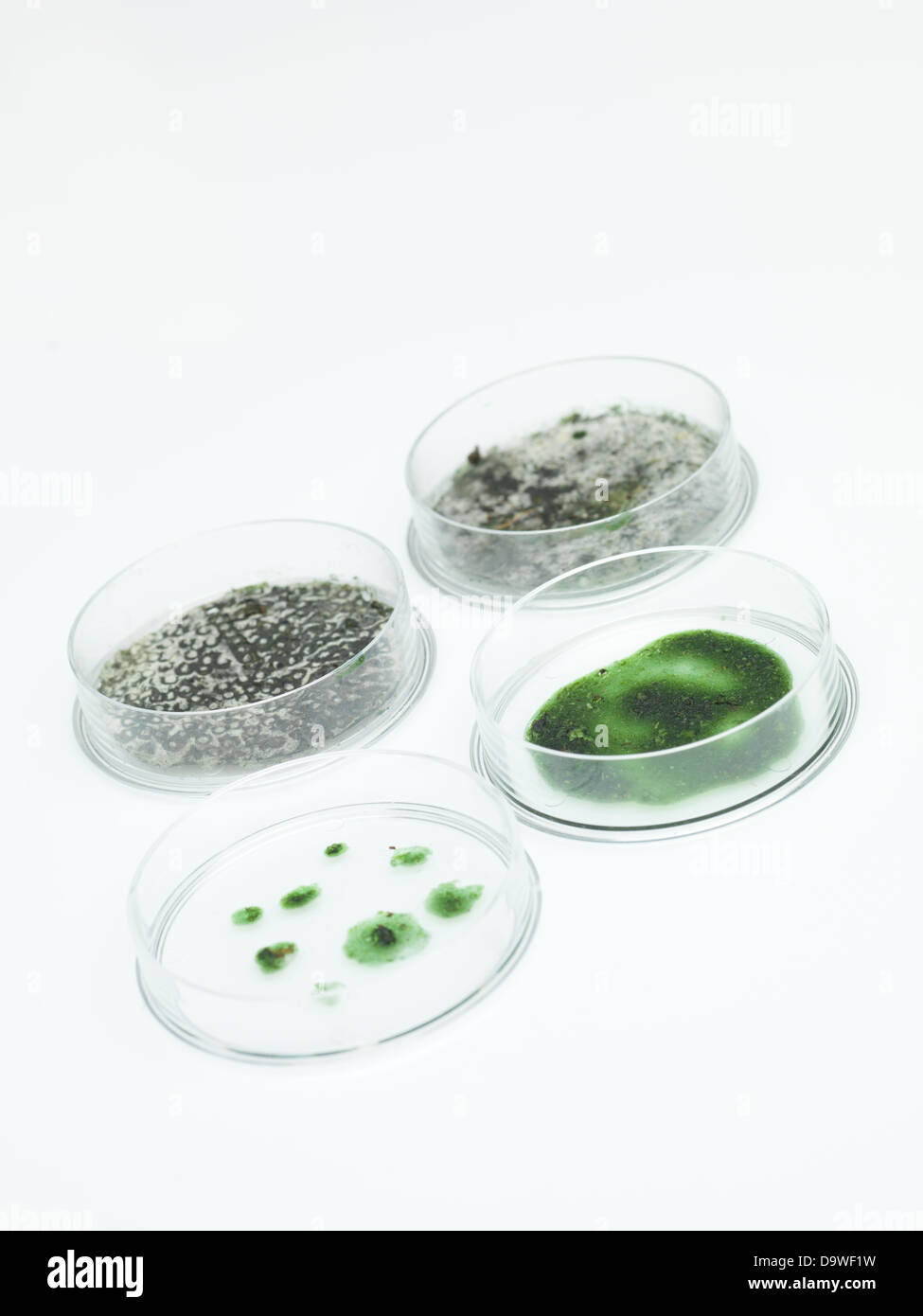 Vista prospettica di quattro diversi stadi di sviluppo della muffa verde in capsule di petri Foto Stock