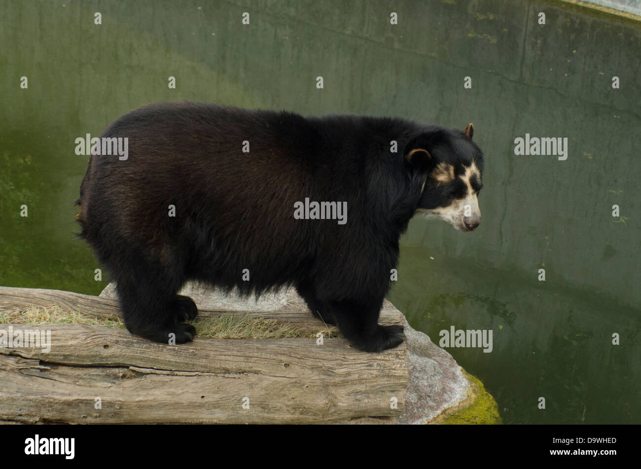 Spectacled recare in zoo Wilhelma, Stoccarda (Germania) Foto Stock