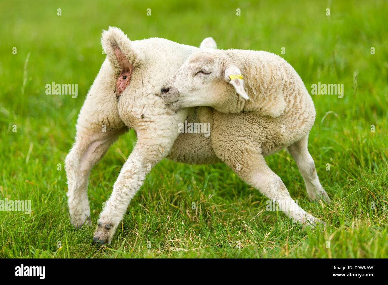 Un agnello inglese preens stesso in un campo Wiltshire. Foto Stock