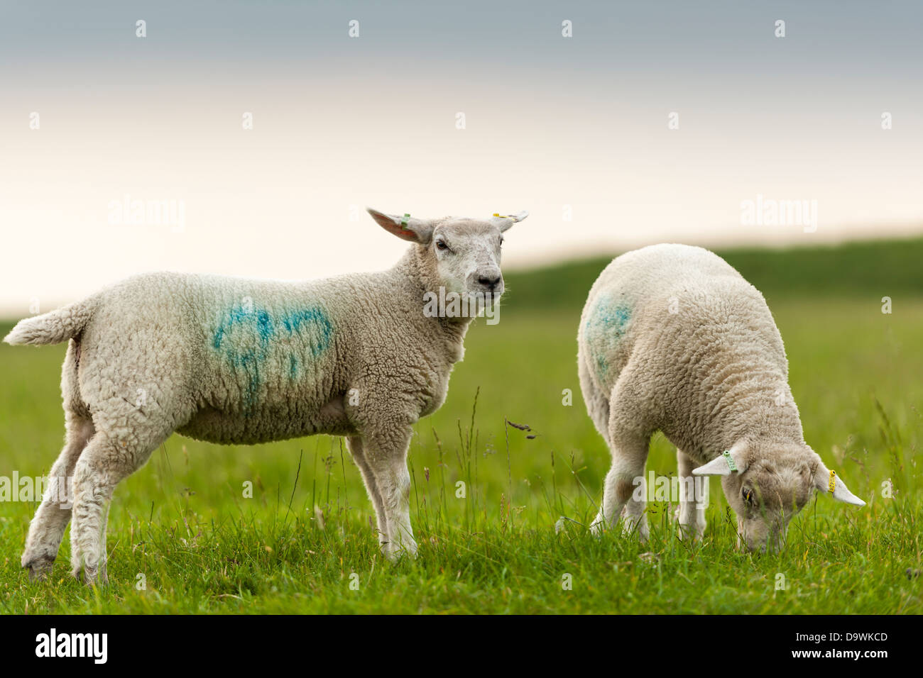 Inglese agnelli pascolano in un campo Wiltshire. Foto Stock
