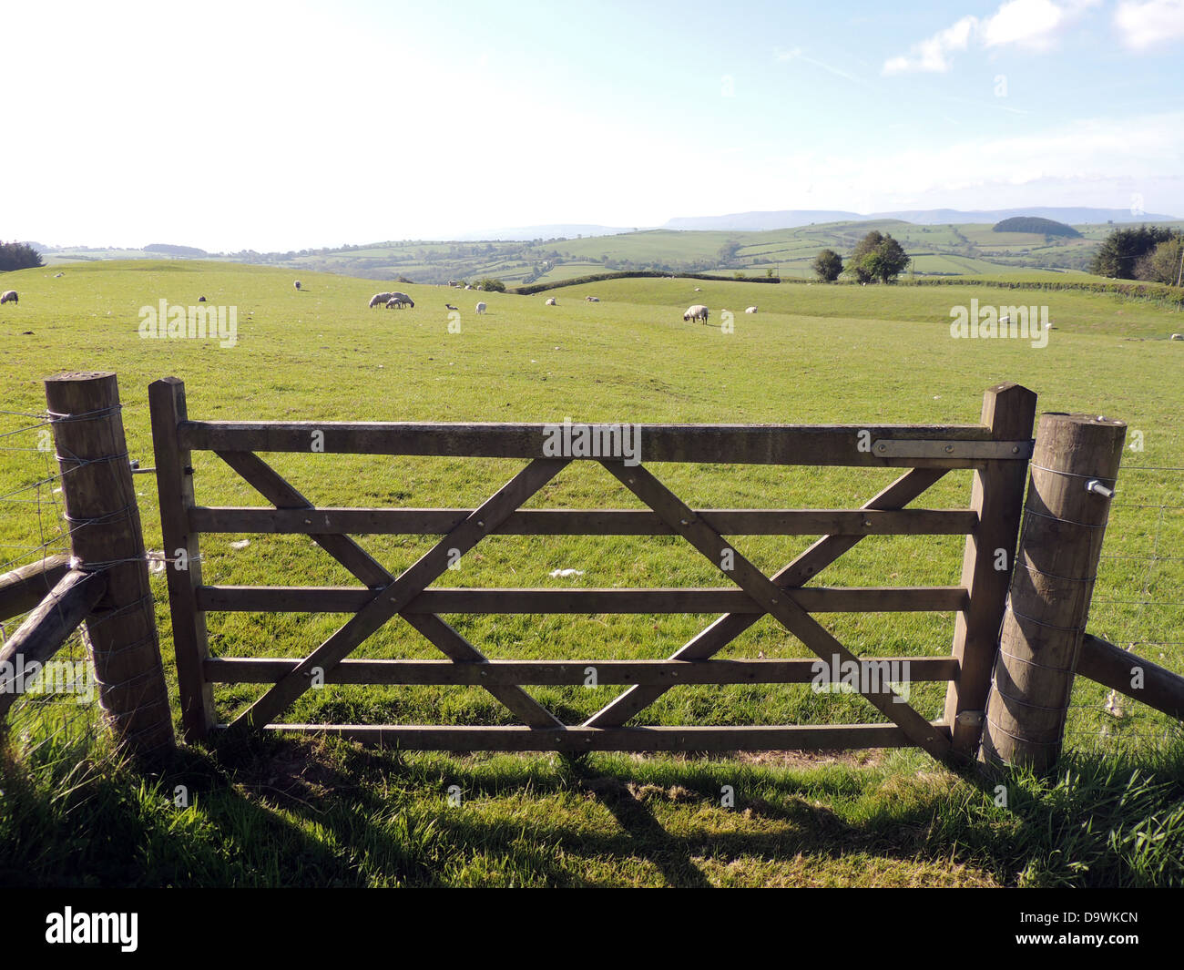 Pecore fattoria vicino a Newchurch, Kington,Herefordshire, Inghilterra. Foto Tony Gale Foto Stock