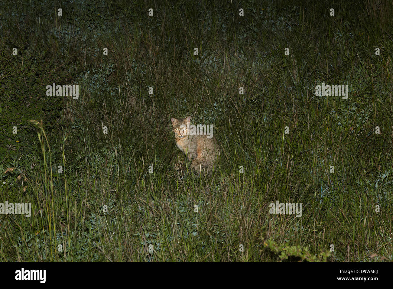 African gatto selvatico (Felis silvestris lybica), visto su night game drive, Kruger National Park, Sud Africa Foto Stock