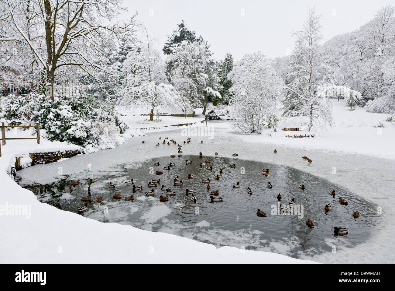 Anatre su un laghetto congelato a Howard Park in Glossop;Derbyshire Foto Stock