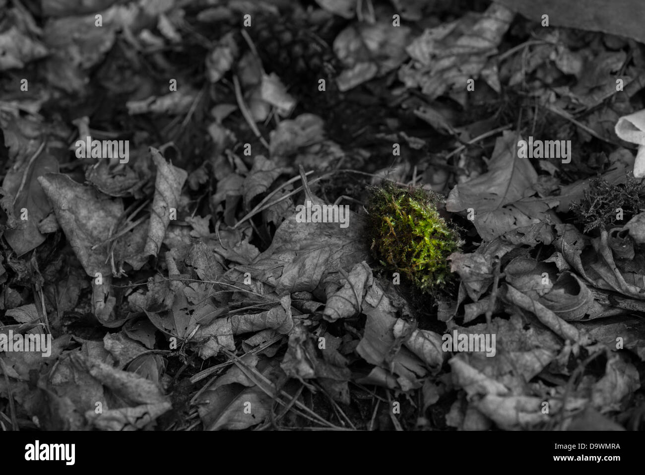 Un po' di colore spot Foto Stock