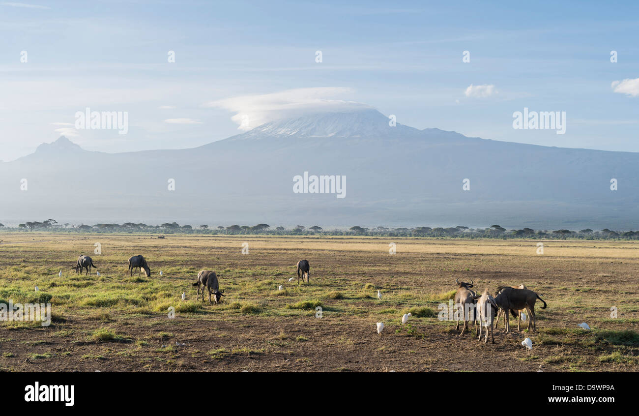 Africa, Kenya, Amboseli National Park. Bianco orientale-barbuto gnu con il Monte Kilimanjaro in background. Foto Stock