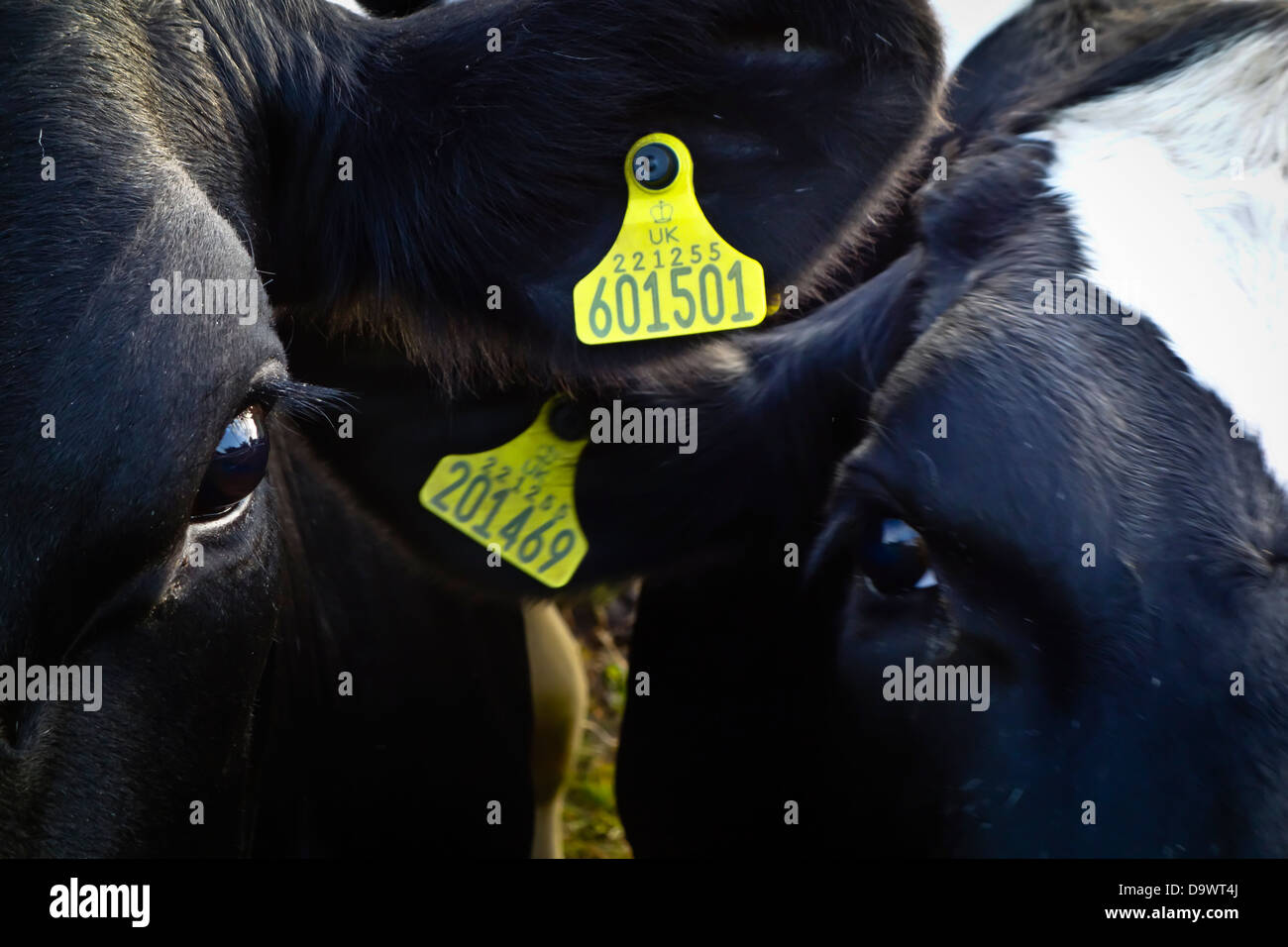 Orecchio tag di identificazione di una vacca frisone Foto Stock