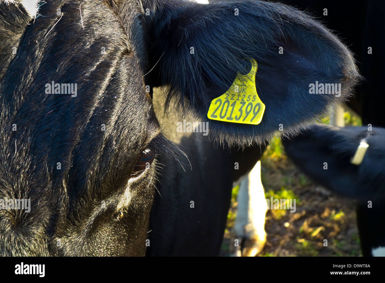 Orecchio tag di identificazione di una vacca frisone Foto Stock