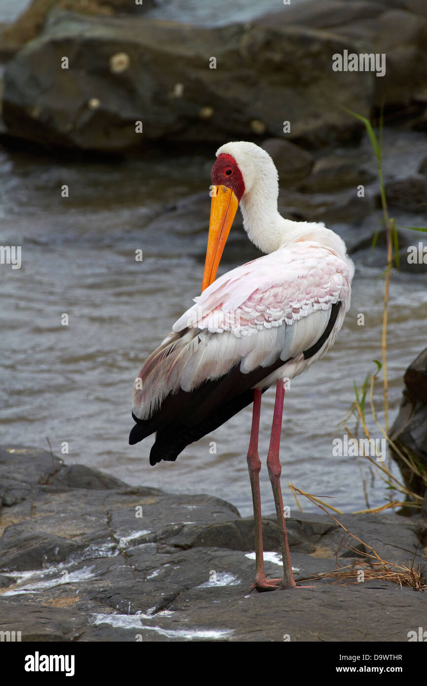 Giallo-fatturati Stork (Mycteria ibis), Kruger National Park, Sud Africa Foto Stock