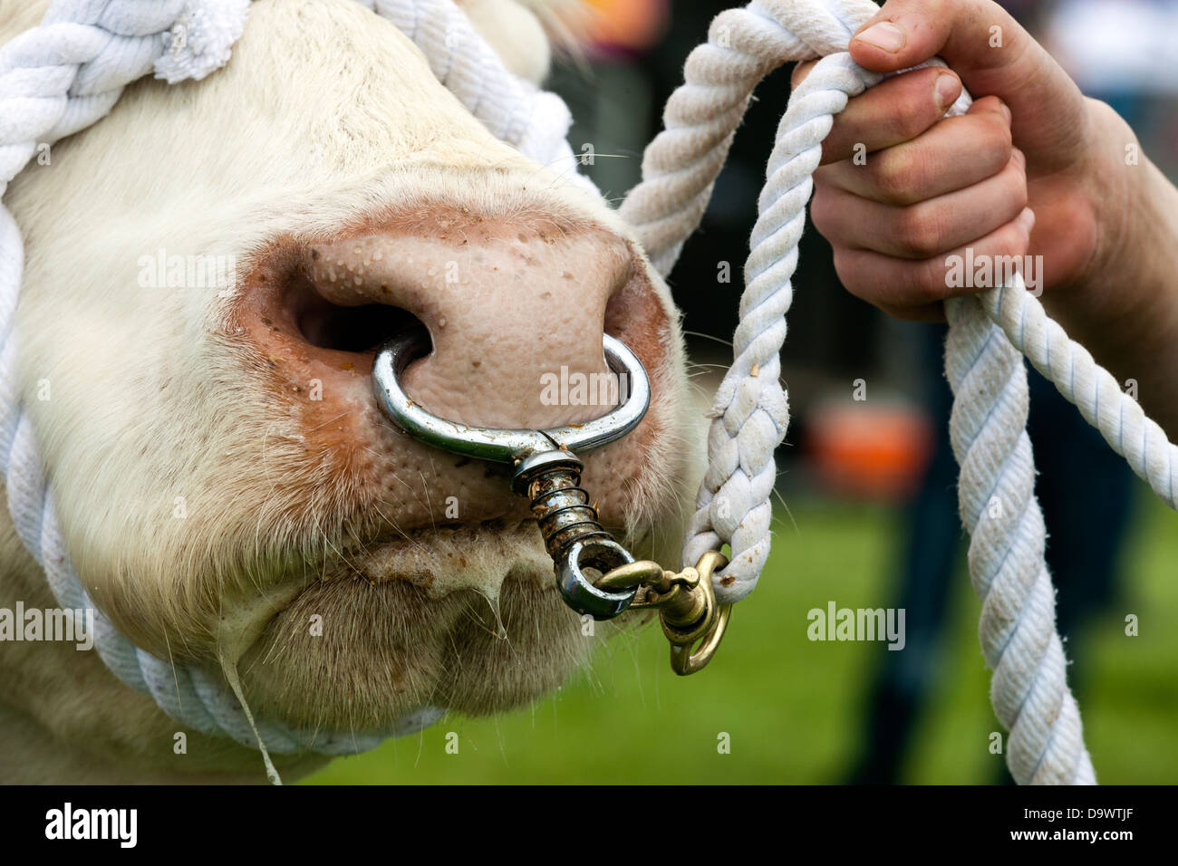 Charolais bull essendo guidato da una corda ed un anello di naso, Scotland, Regno Unito Foto Stock