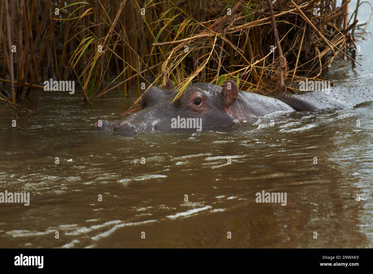 Ippopotamo (Hippopotamus amphibius), Sabie River, Kruger National Park, Sud Africa Foto Stock