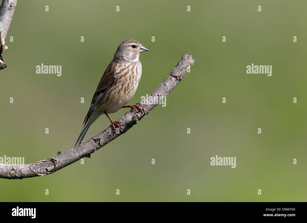 Linnet, Carduelis cannabina, singolo uccello sul ramo, Bulgaria, Maggio 2013 Foto Stock
