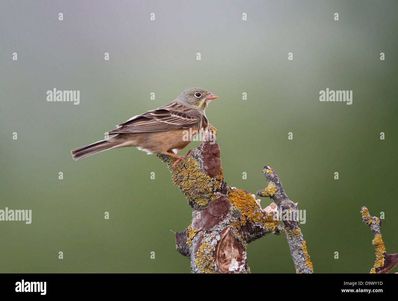 Ortolano, Emberiza hortulana, singolo uccello sul ramo, Bulgaria, Maggio 2013 Foto Stock
