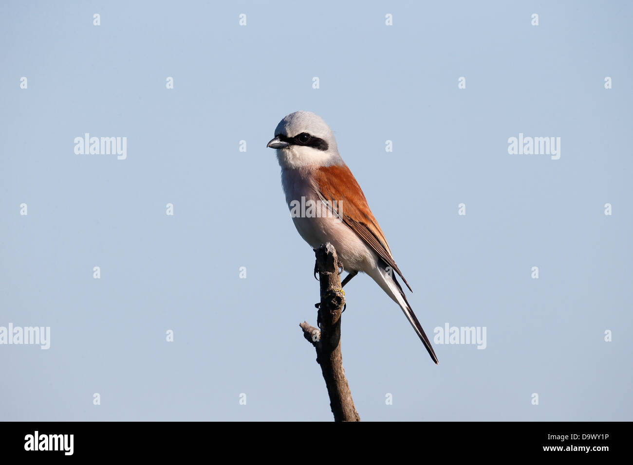 Red-backed shrike, Lanius collurio, maschio singolo sul ramo, Bulgaria, Maggio 2013 Foto Stock