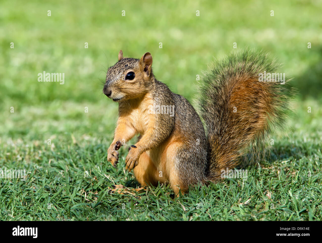 Allegro cercando giovani Fox orientale scoiattolo (Sciurus niger) nel giardino Foto Stock