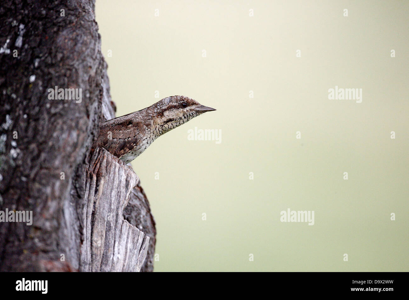 Spasmodico, Jynx torquilla, singolo uccello di lasciare il nido, Bulgaria, Maggio 2013 Foto Stock